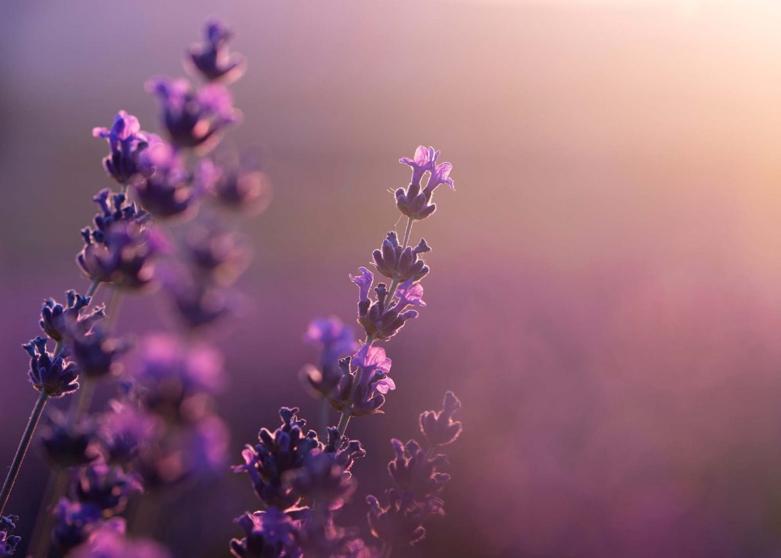 mi az a doTERRA
